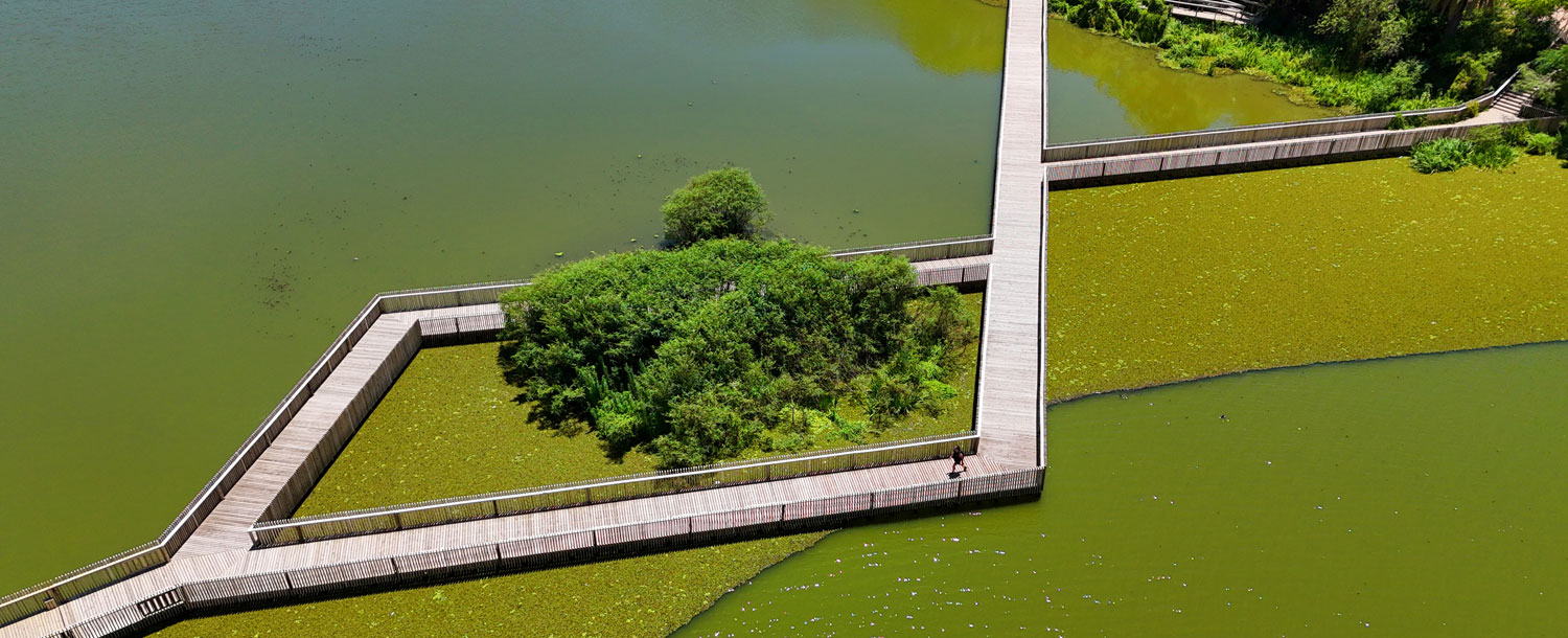 Pasarelas entre la vegetación de la Reserva Ecológica Costanera Sur